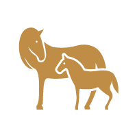 Zuchtpferde