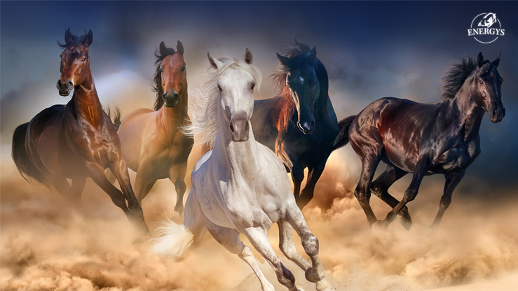  WALLPAPERS - Pferde